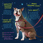 Black Freedom No-Pull Dog Harness with Leash