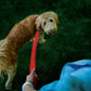 Nite Ize NiteDog® Rechargeable LED Leash - Red/Red LED
