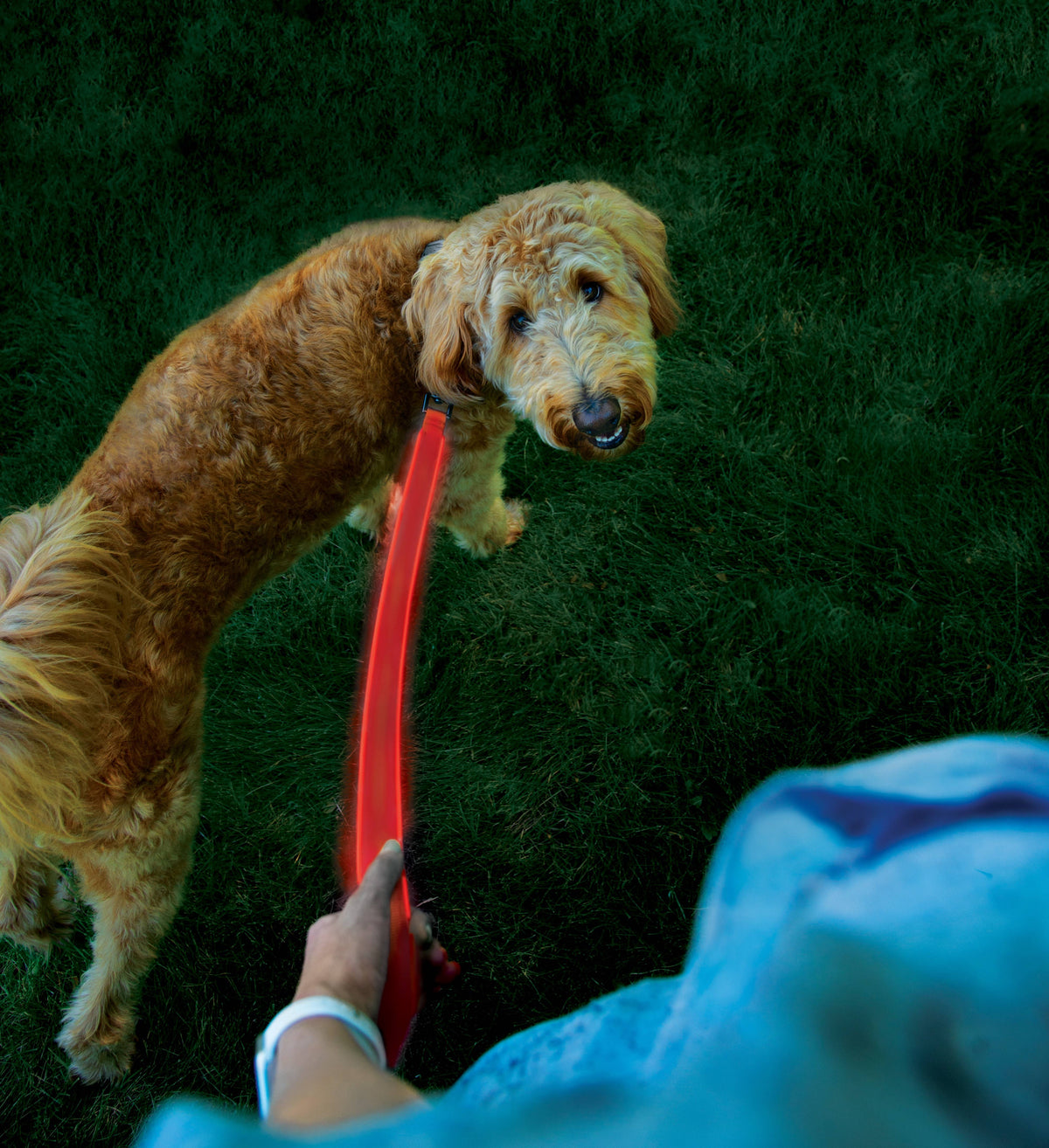 Nite Ize NiteDog® Rechargeable LED Leash - Red/Red LED