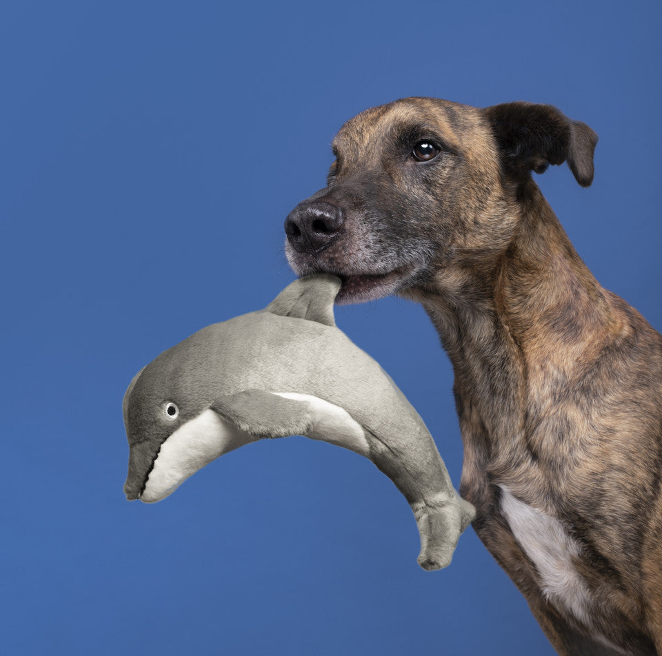 Fluff & Tuff Danny Dolphin